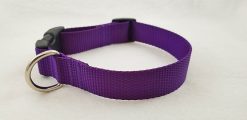Purple Webbing Collar - 1" Collar